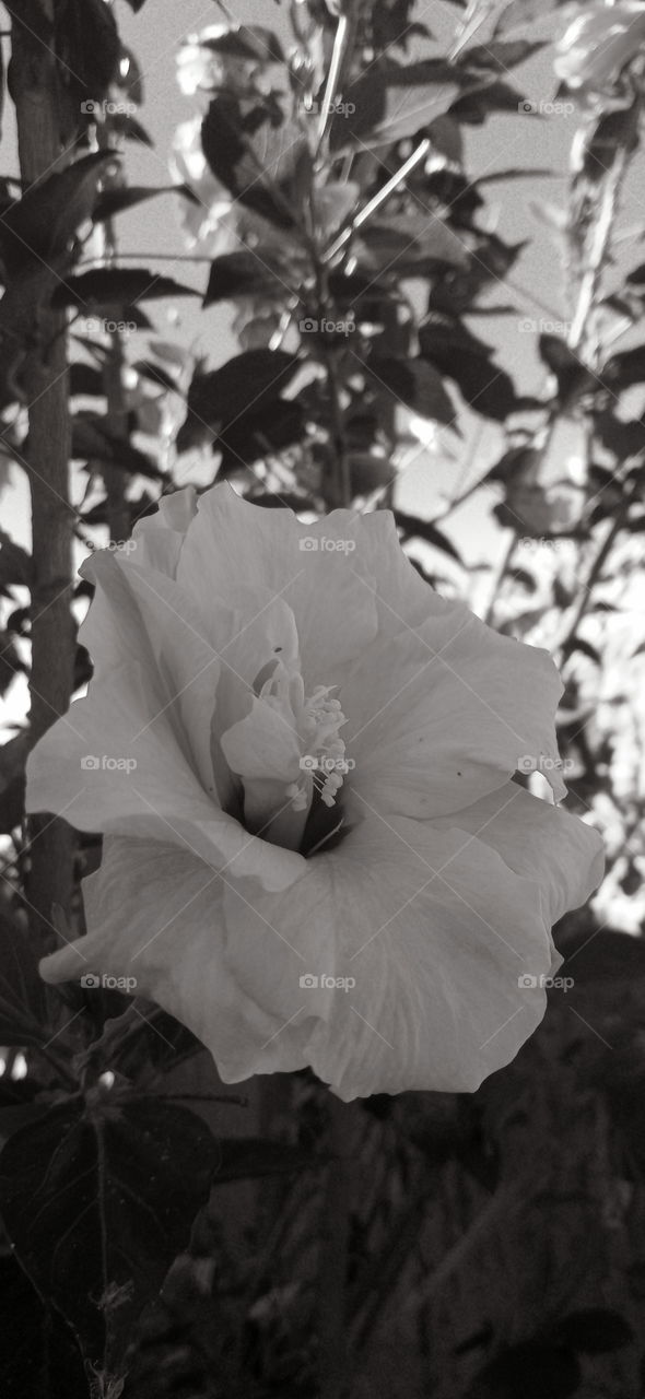 beleza e simplicidade