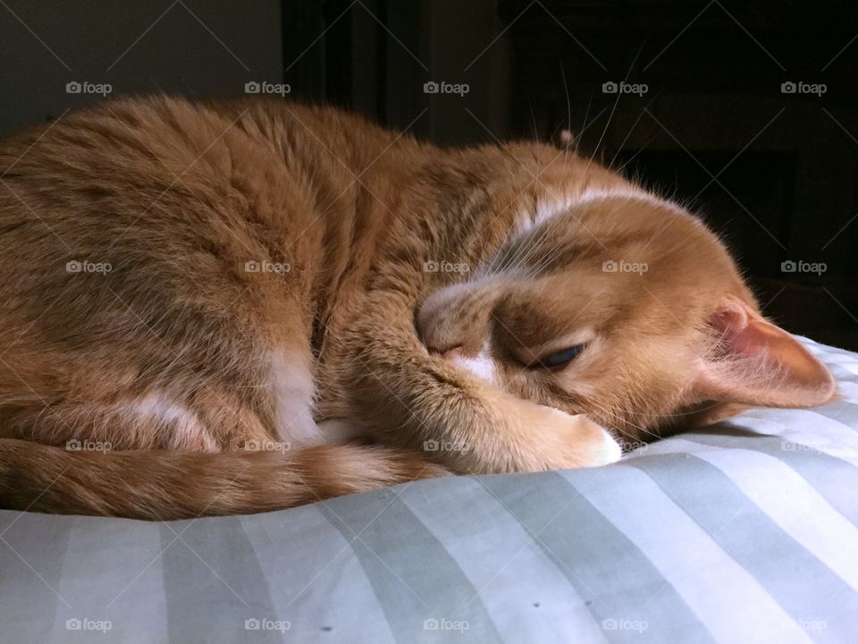 Sleeping orange tabby cat 