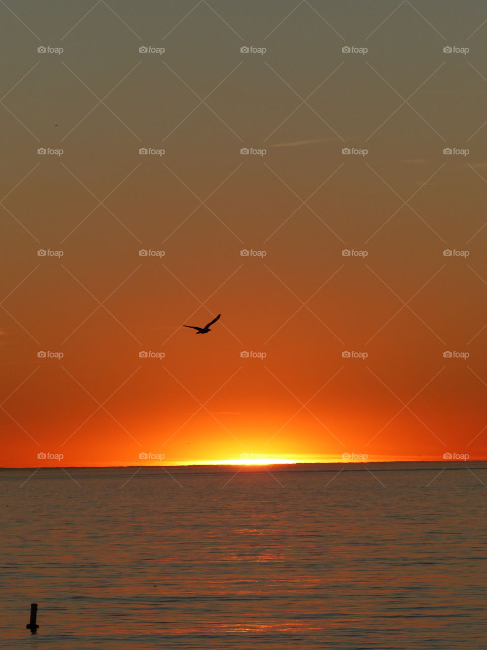 Seagull's silhouette