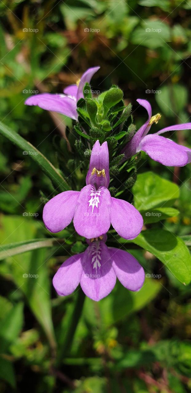 spring, wild flowers beautiful colors, wallpaper, natural, purple