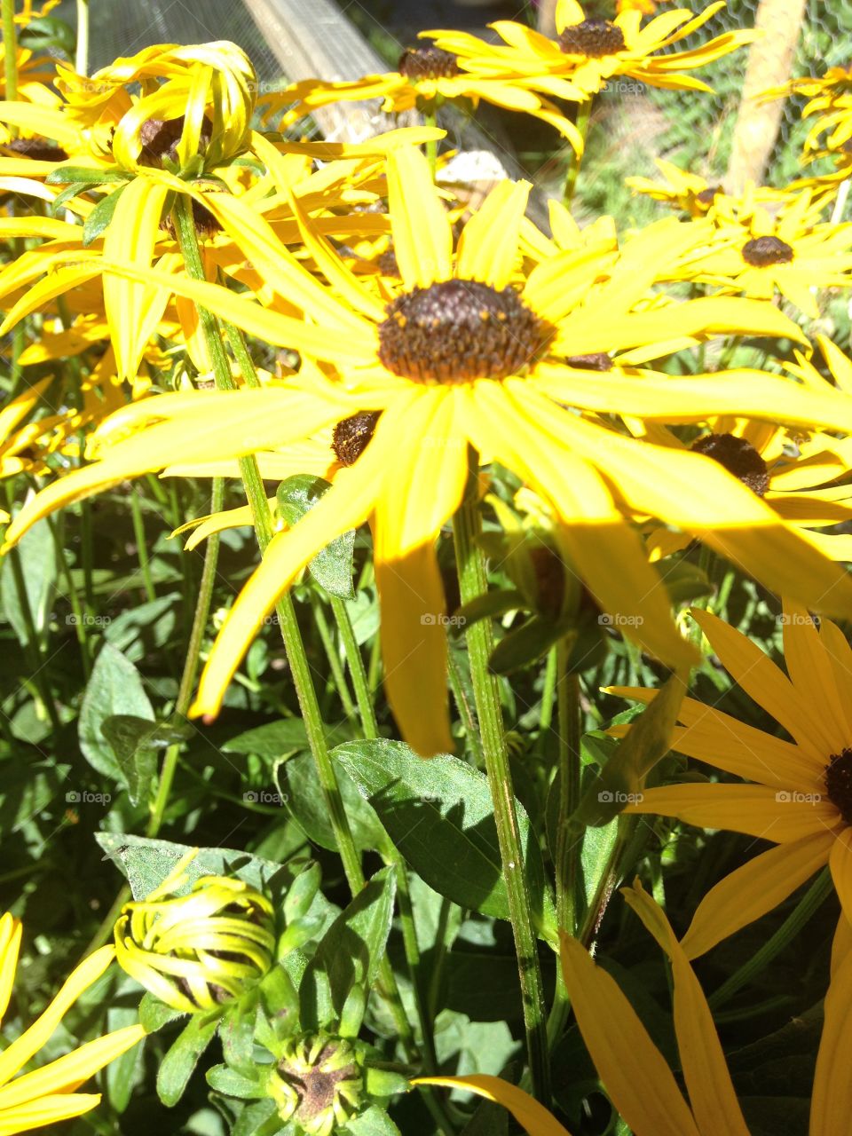 Beautiful blackeye Susan