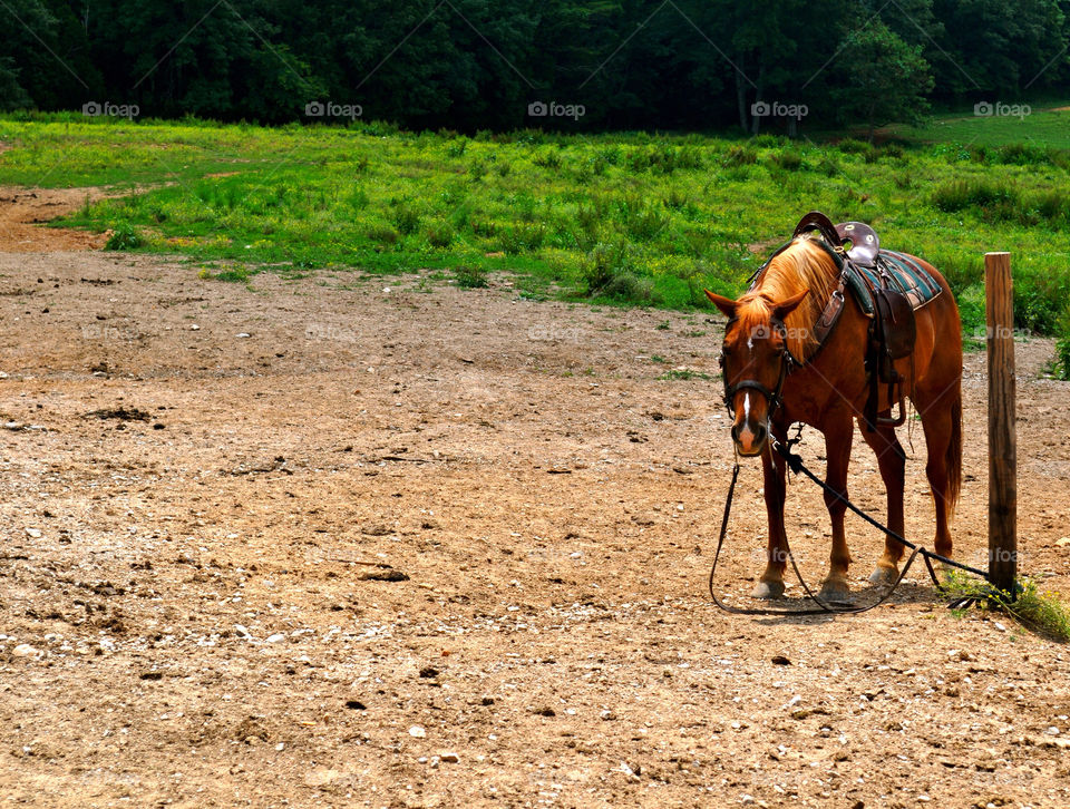 pasture horse kentucky sport by refocusphoto