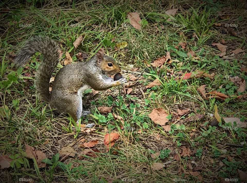 Squirrel getting a nut for winter 