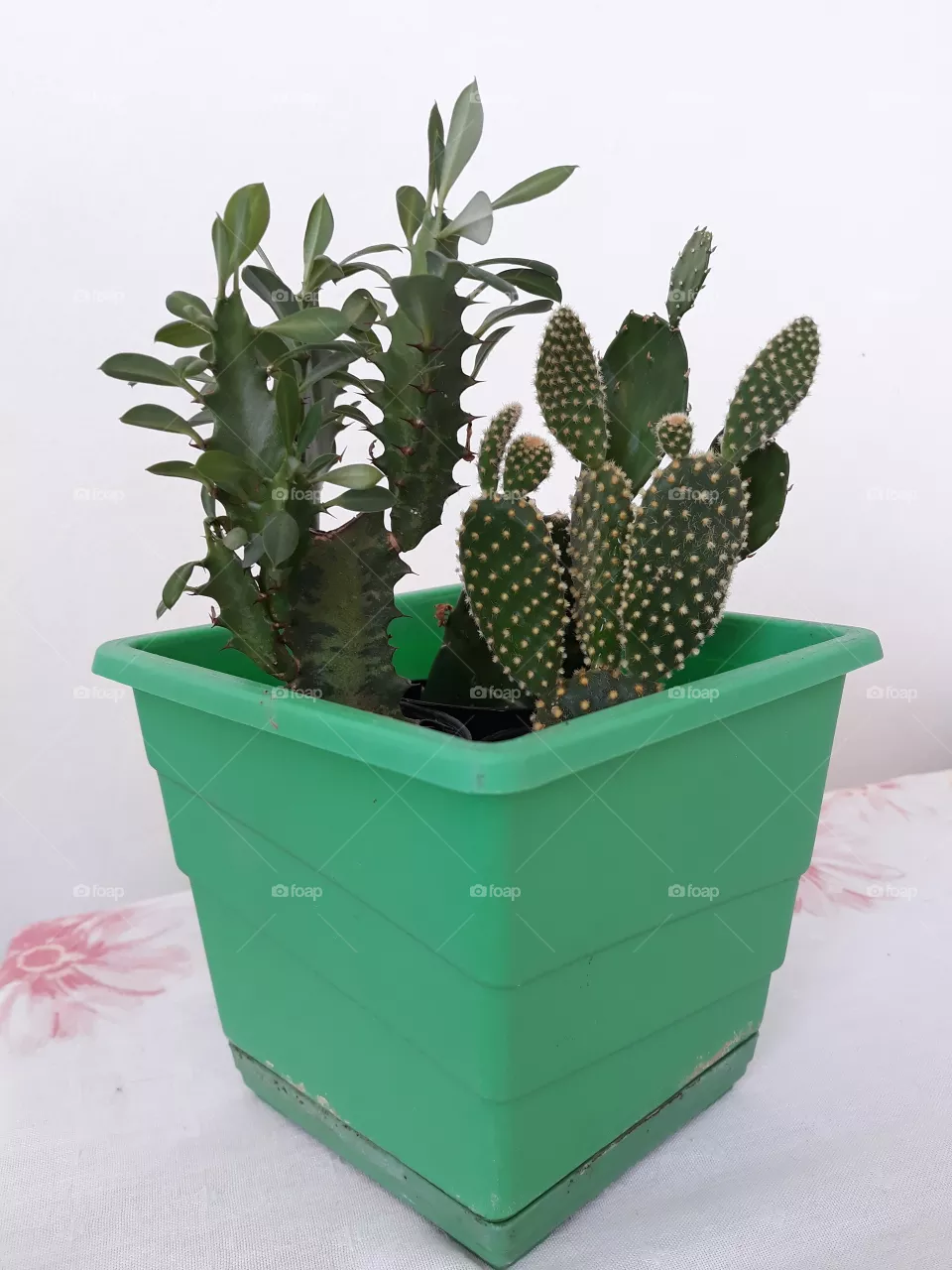 Mini  garden
