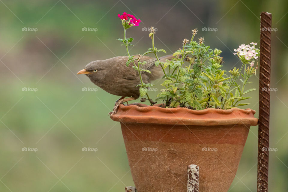 Jungle Babbler