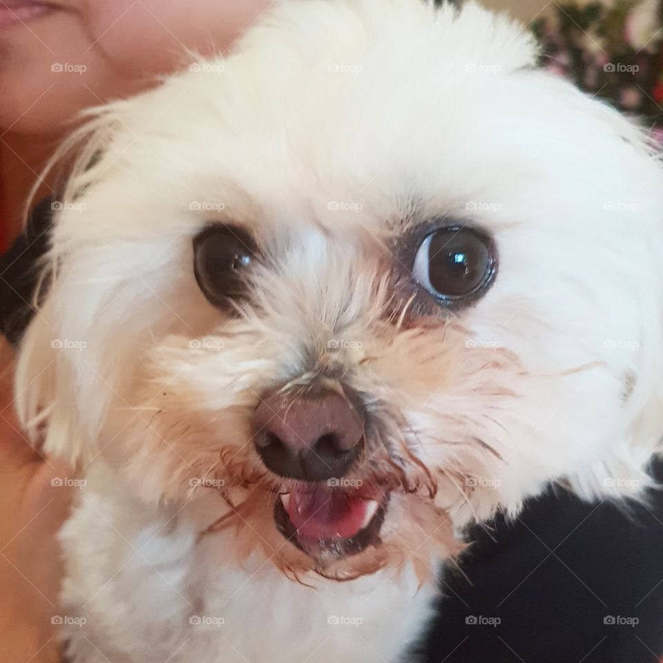 Cute maltese shitzu looking at viewer