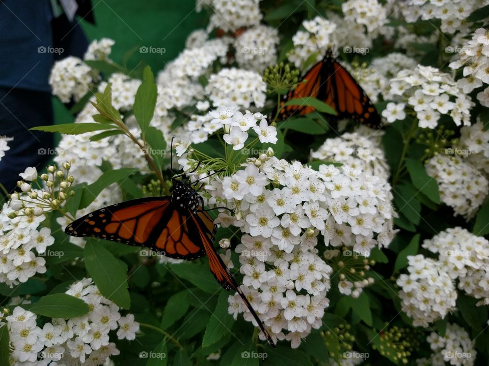 monarch butterflies on white flowers