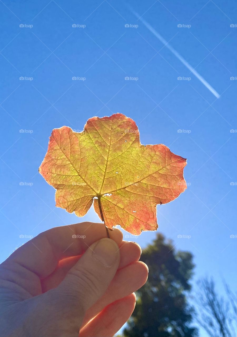 Fall leaf backlit against. Blue sky