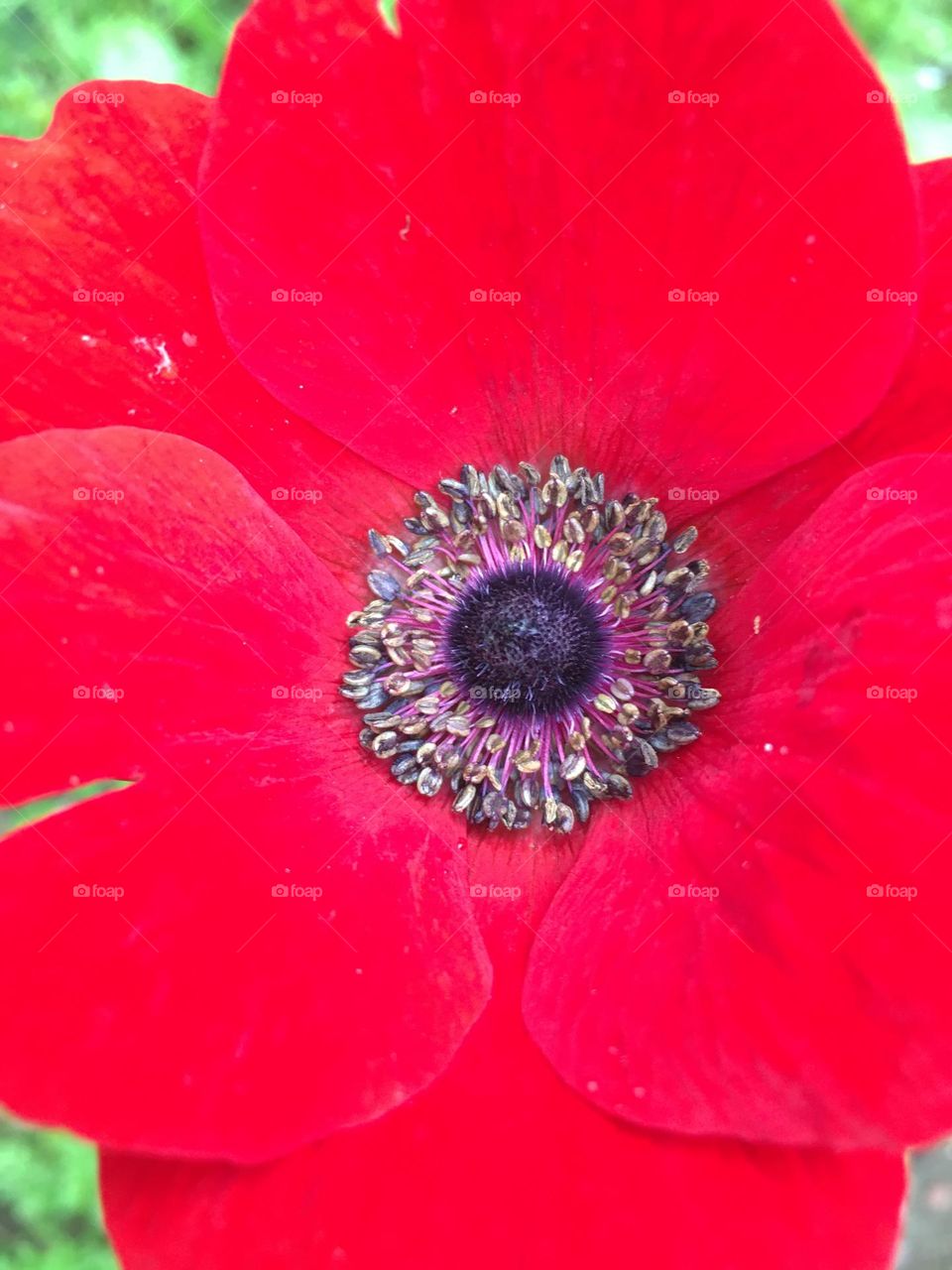 Red anemone flower closeup