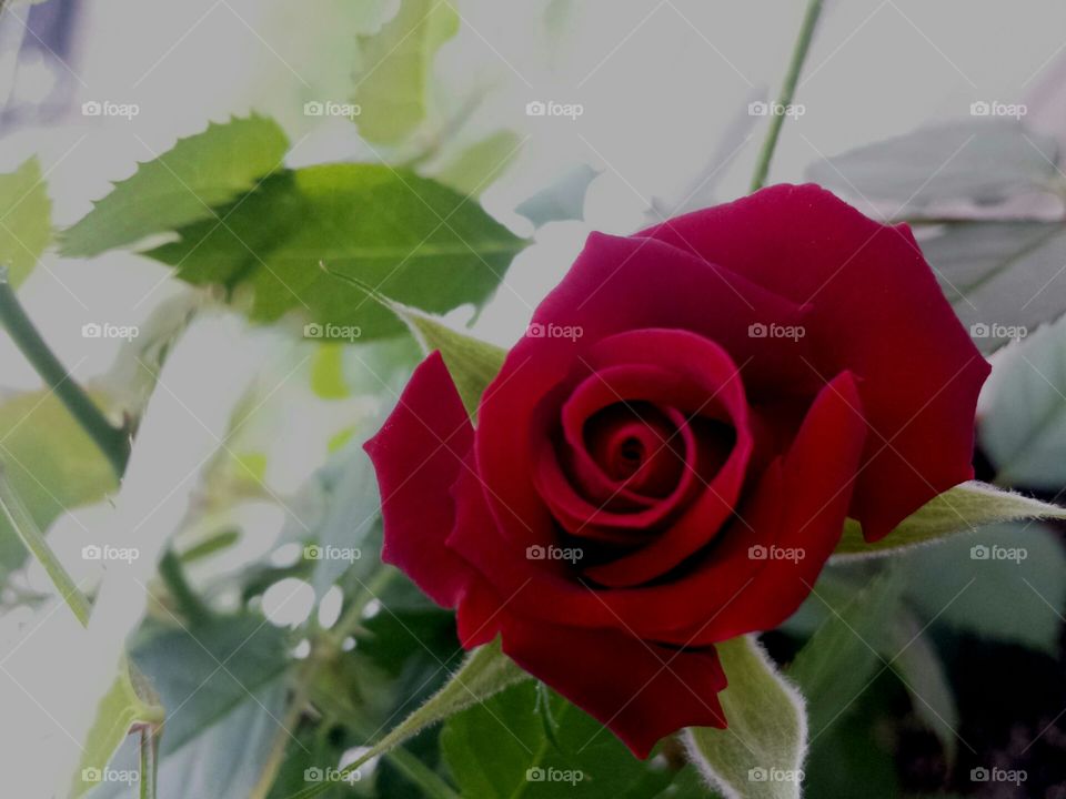 rose background