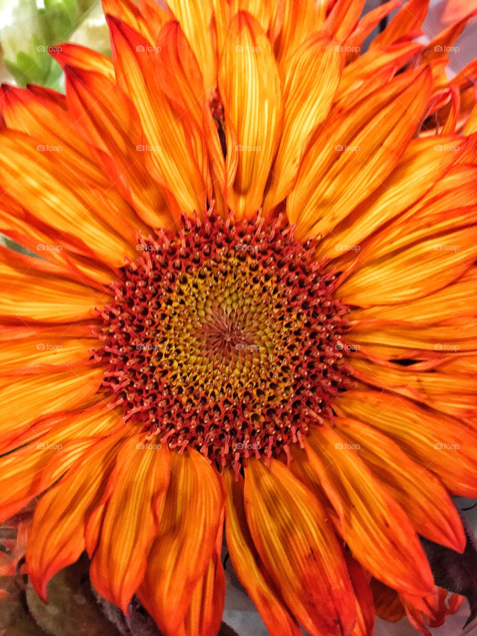 Orange sunflower 
