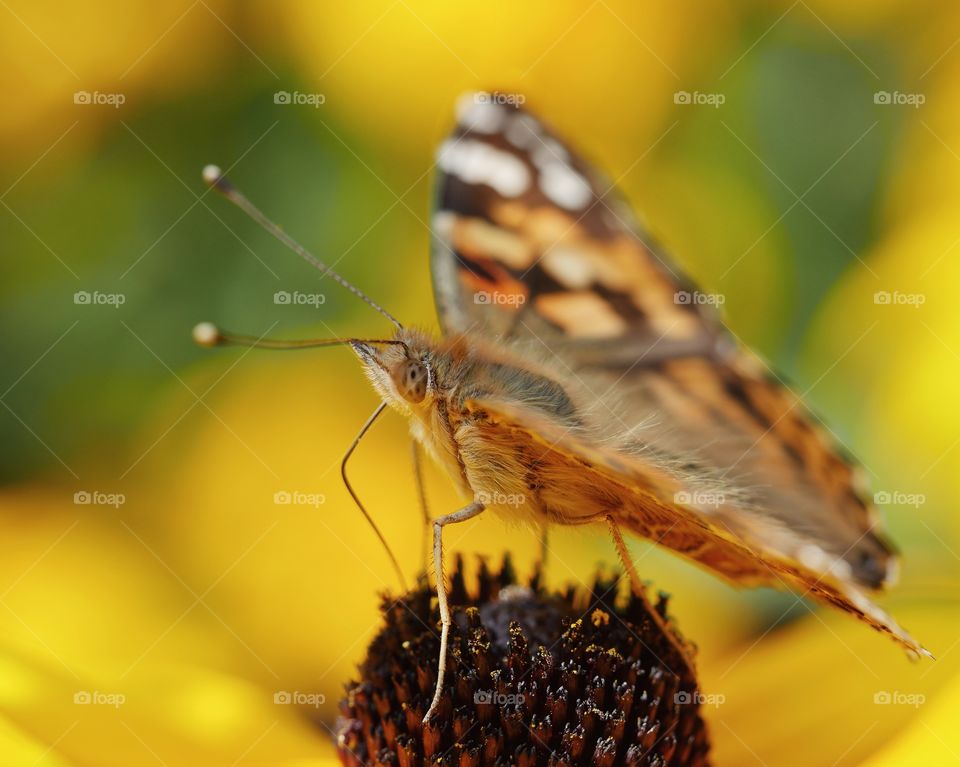 Side view of painted lady butterfly searching for nectar