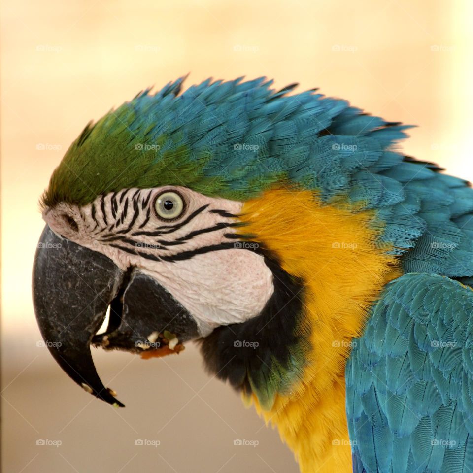 Golden and blue macaw 