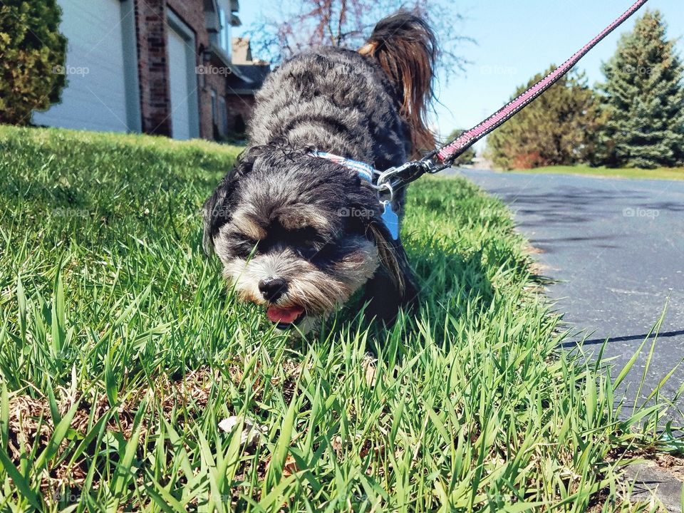 Close-up of puppy dog on grass