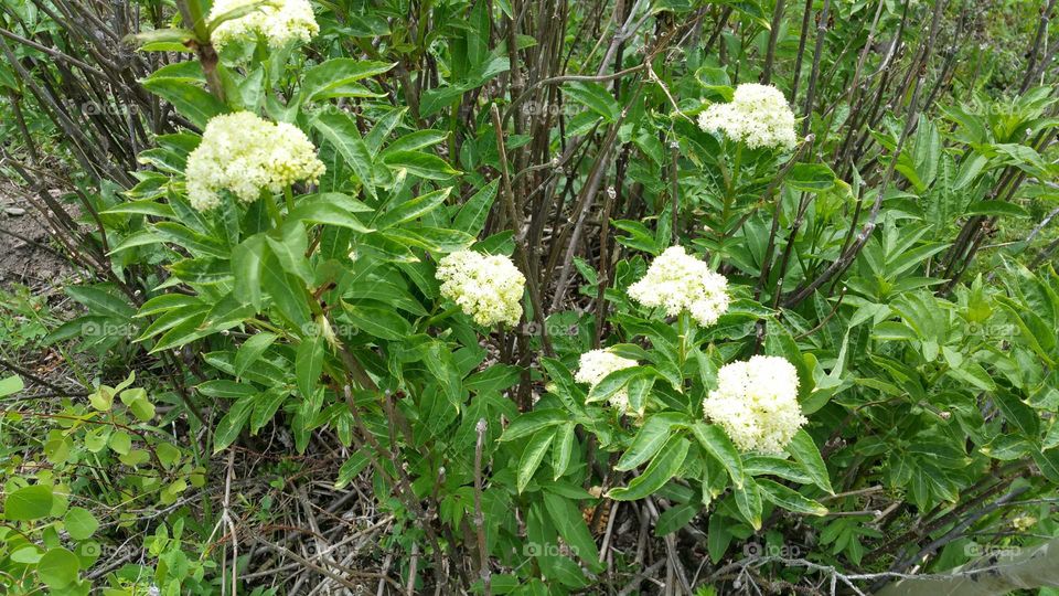 Wildflowers