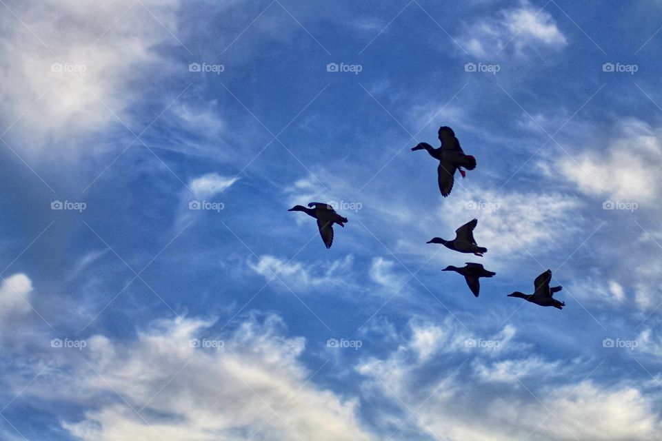 Ducks flying overhead 