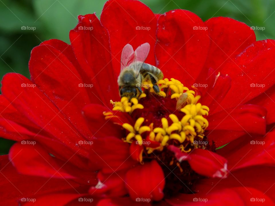 High angle view of honey bee on zinnia flower