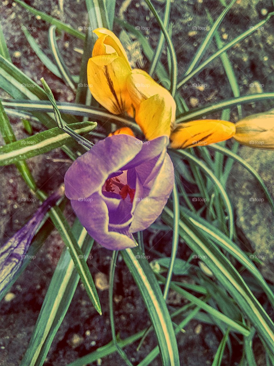 crocuses spring flowers