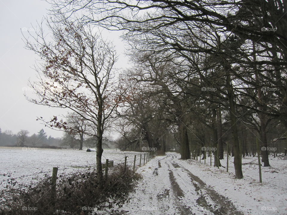 Snowy Track