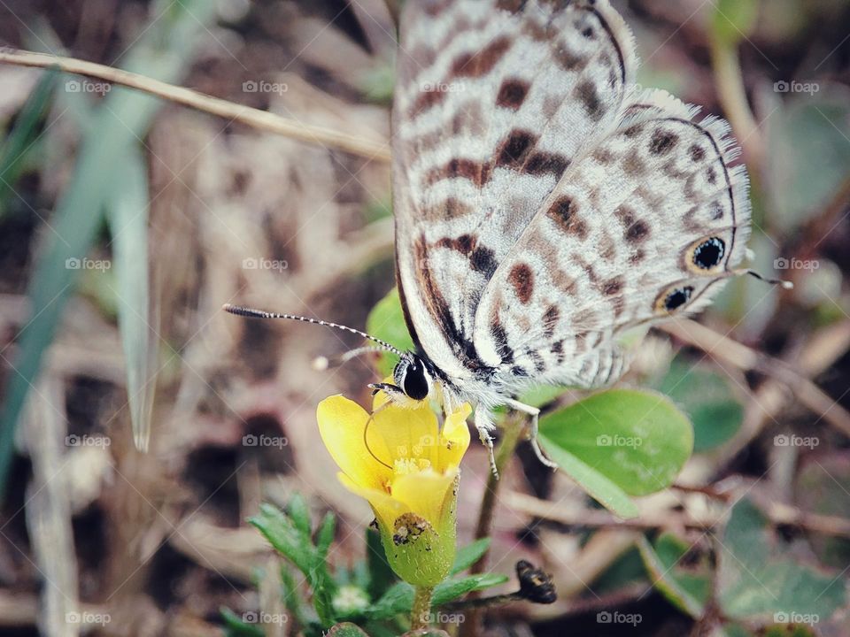 Butterfly feeding on nectar