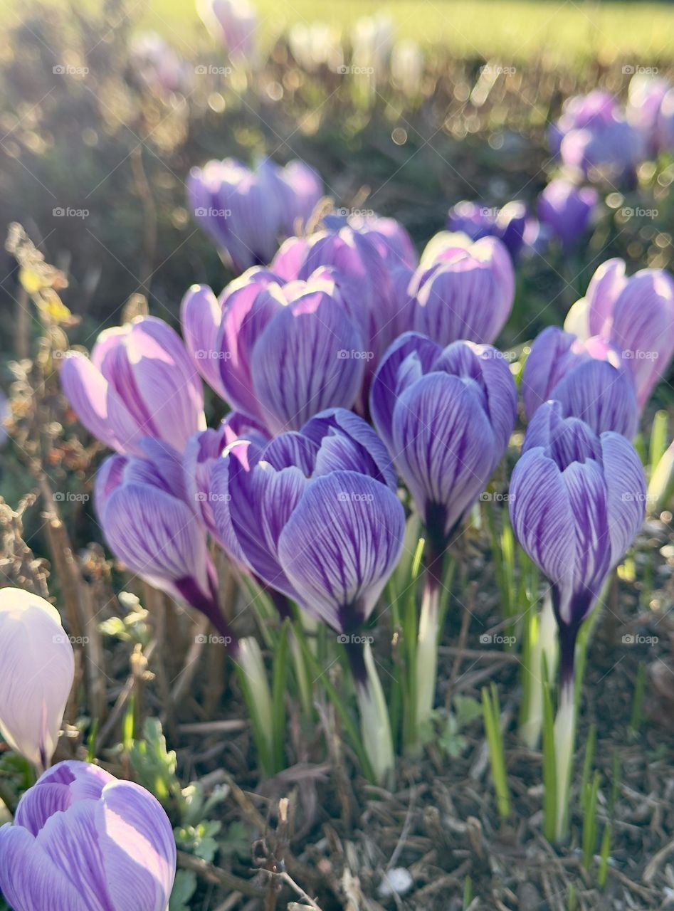 Purple crocuses blooming outdoors 