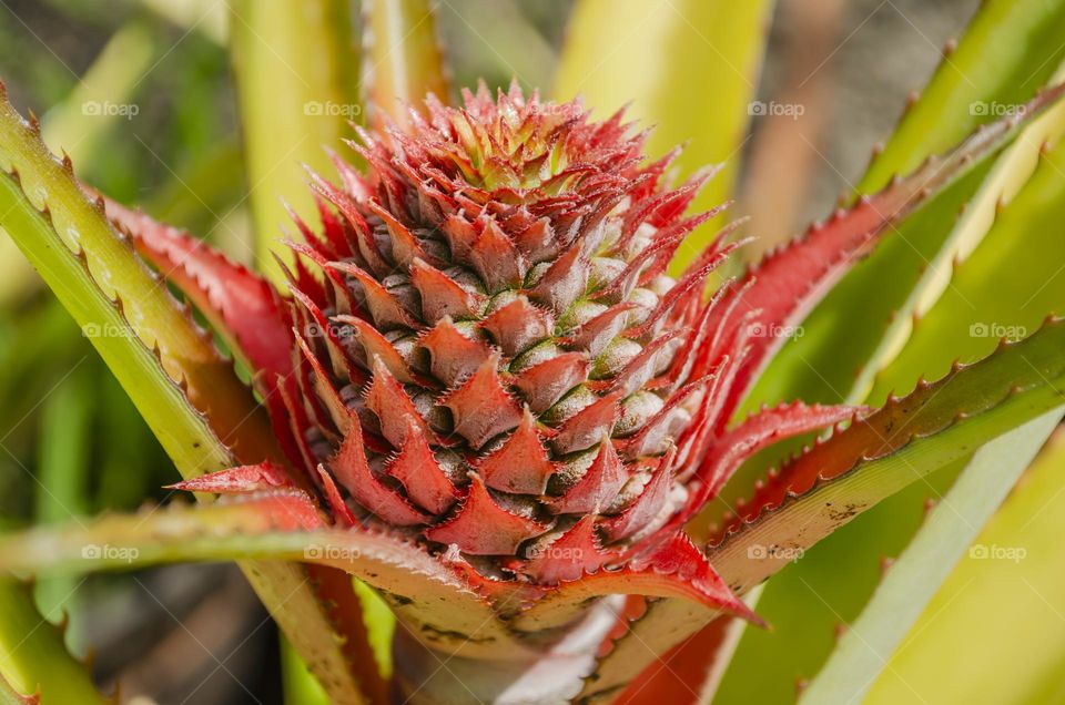 Blooming Pineapple