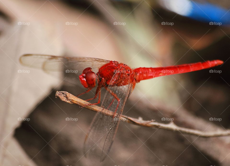 Red scarlet. Pleased interes scarlet as commonly dragonfly to perch for dryng leaf. Actively flyng to spread the wings for territorial asking at the open - land .