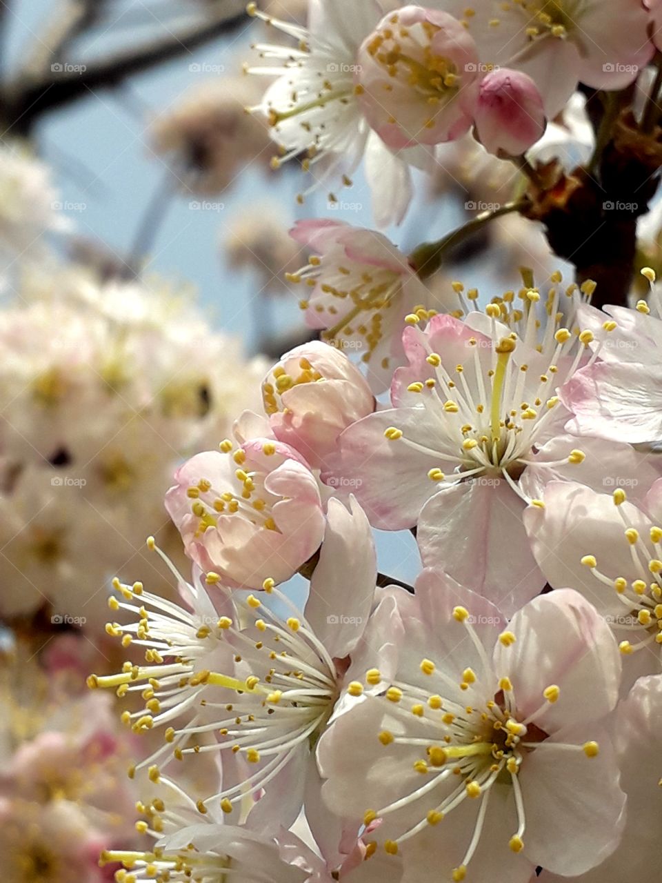 Flowers are wonderful on Prunus nigra ‘Princess Kay’  tree