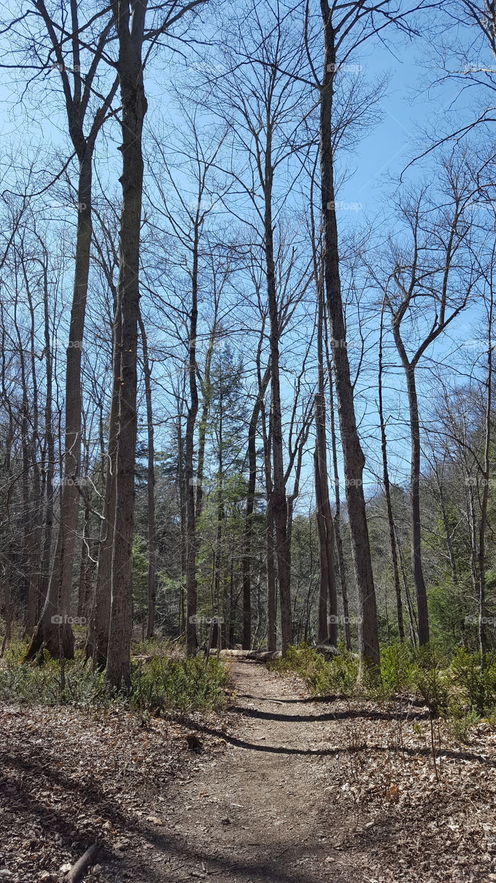 Tall trees in forest