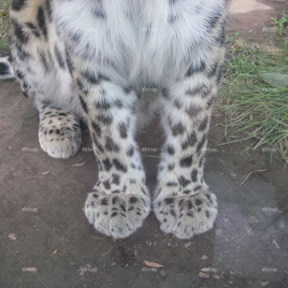 Leopard paws
