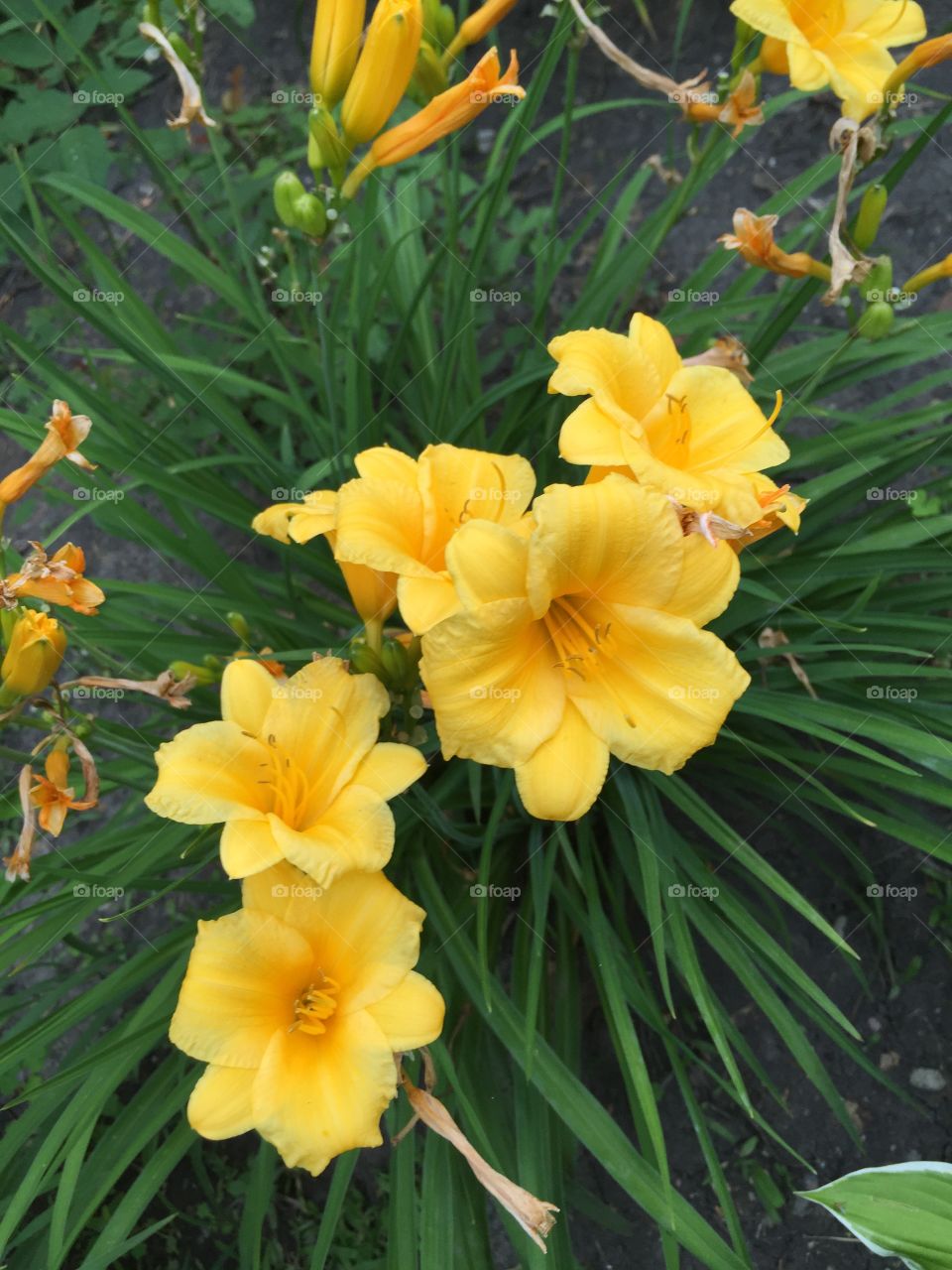 Yellow flowers. Pretty summer flowers that are vibrantly yellow