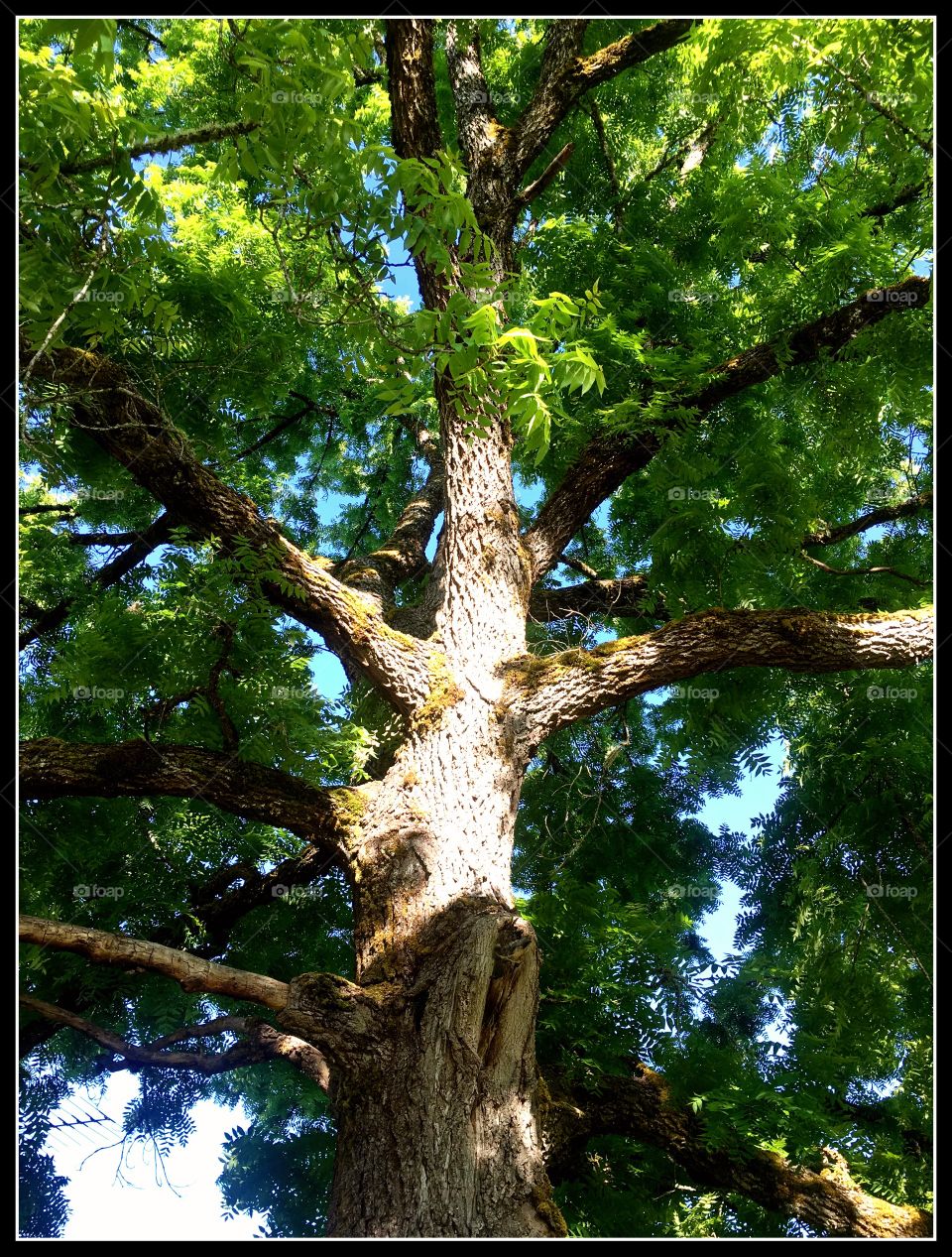 The old  black maple tree