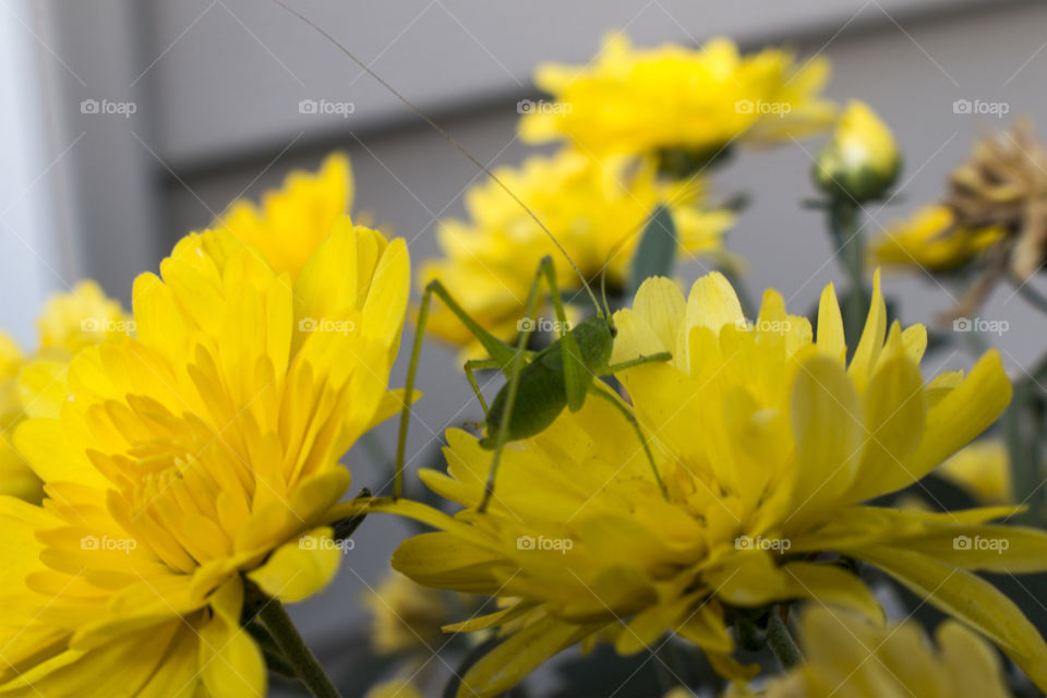 Insect on yellow mum flower