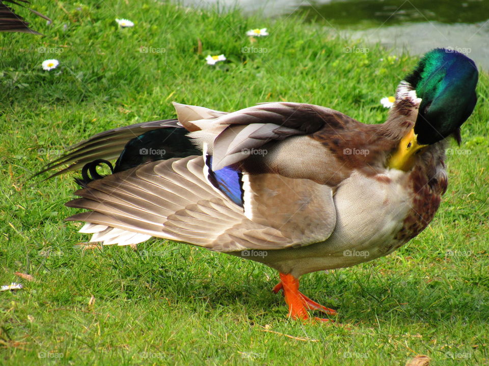 duck feathers