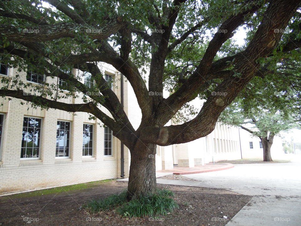 nice shade tree. This is a picture I took of the Graham public school.