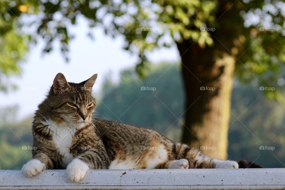 Summer Pets - a grey tabby laying in a shady spot on a summer day