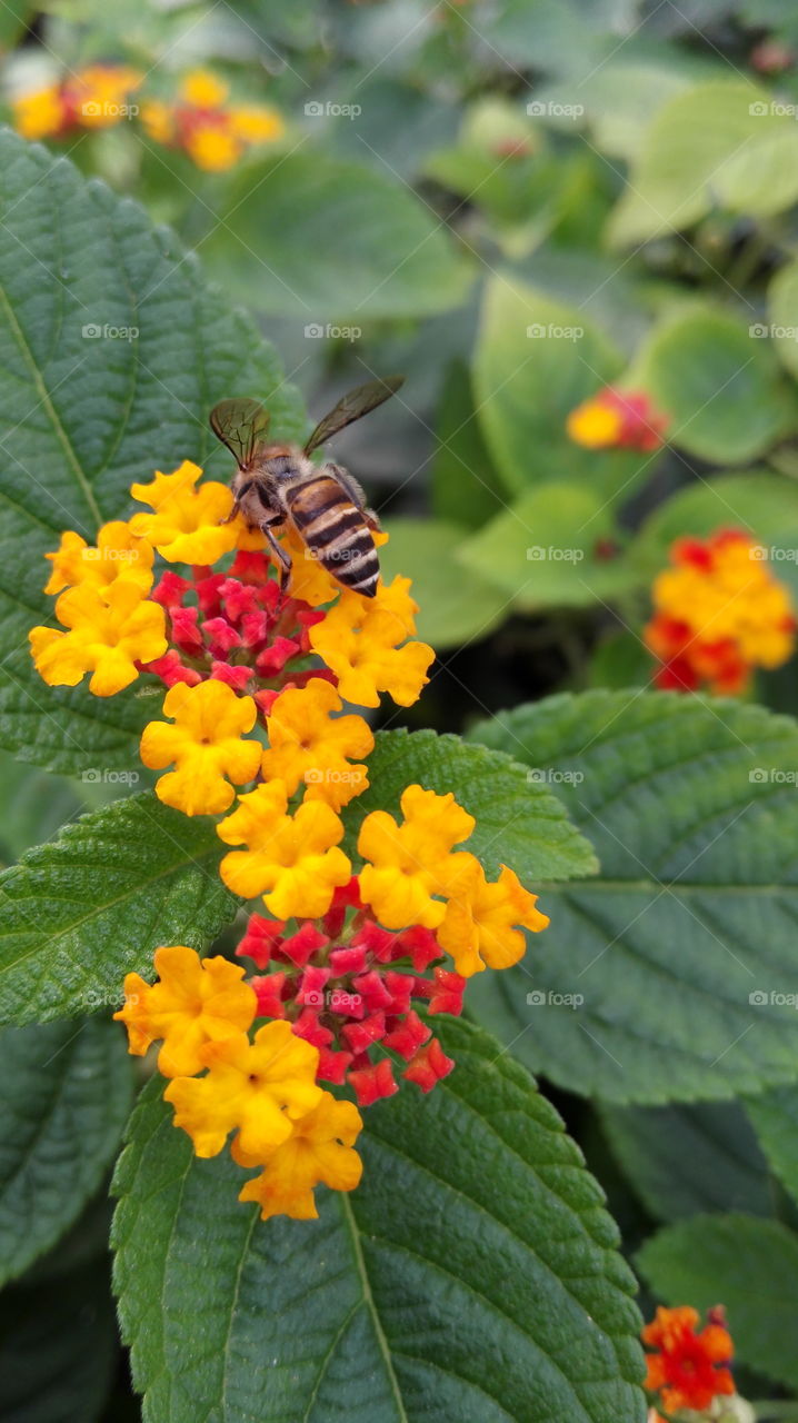 Honey bee on yellow red flowers