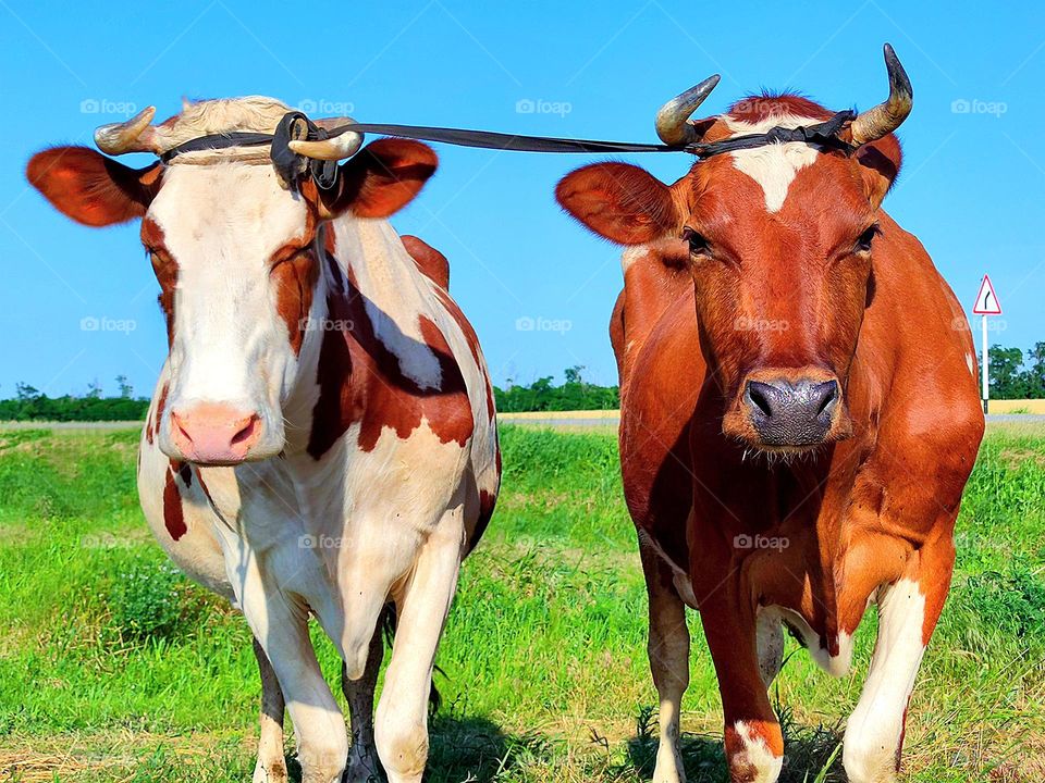 Summer. On the green grass are two cows: white with brown spots and brown. Cows are tied to each other by the horns. Blue sky in the background