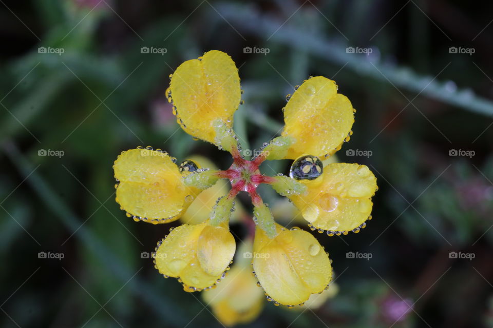 Yellow water flower