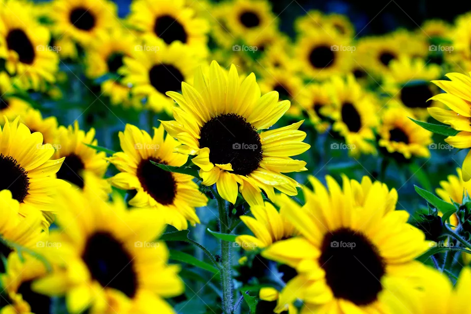 Sonnenblumenfeld