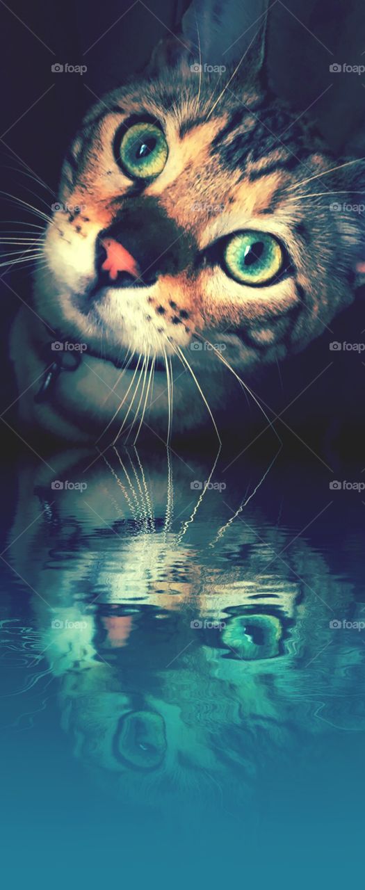 beautiful photo of a Bengal cat