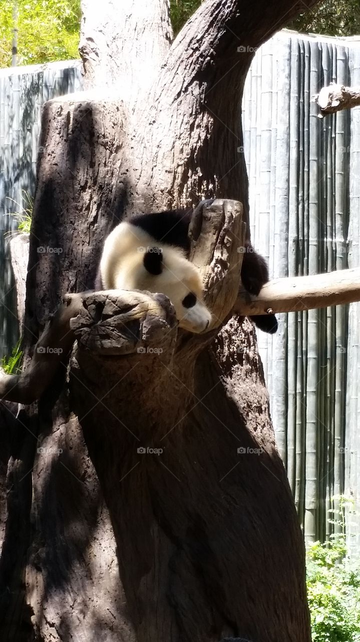 panda. Visiting the San Diego Zoo.