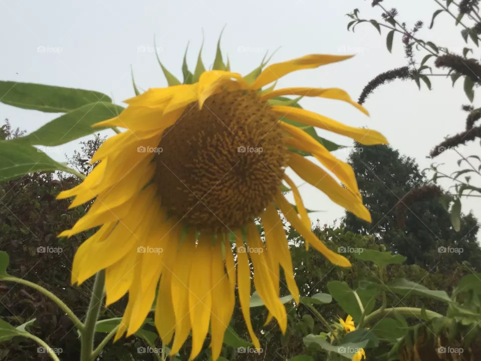 Lone Sunflower 