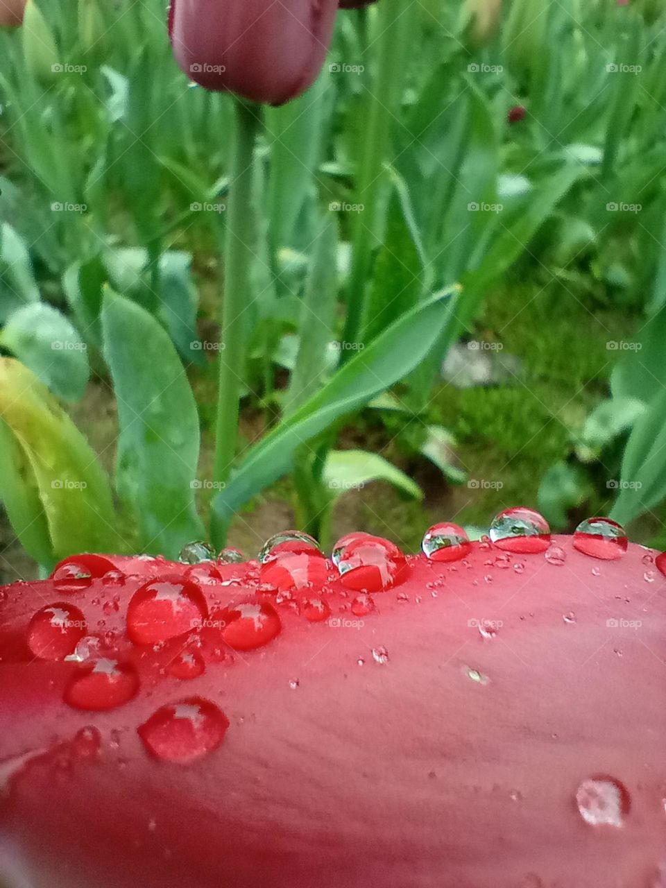 raindrops on a tulip