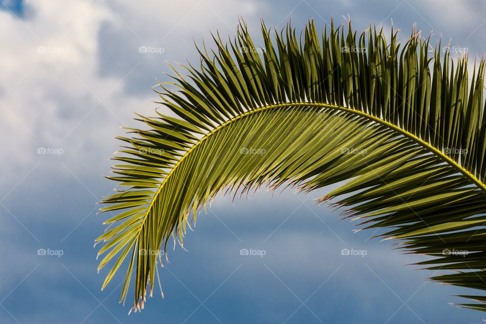 A green palm leaf on a blue sky background