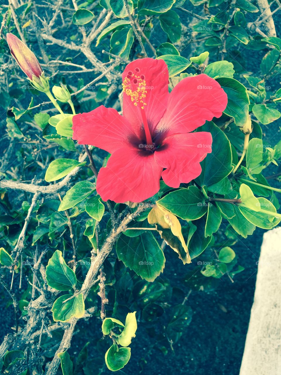 Flor 🌺 de Lanzarote Islas Canarias 