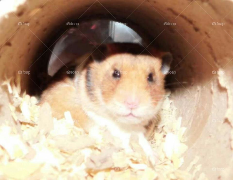 Hamster relaxing