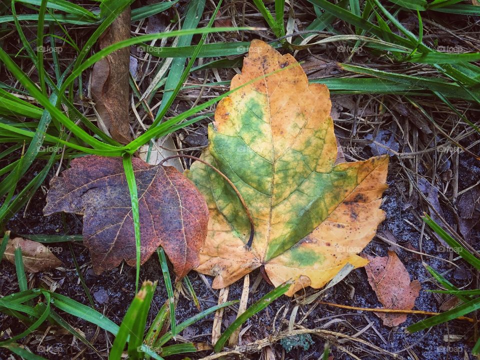 Even in the spring there is always a hint of fall 