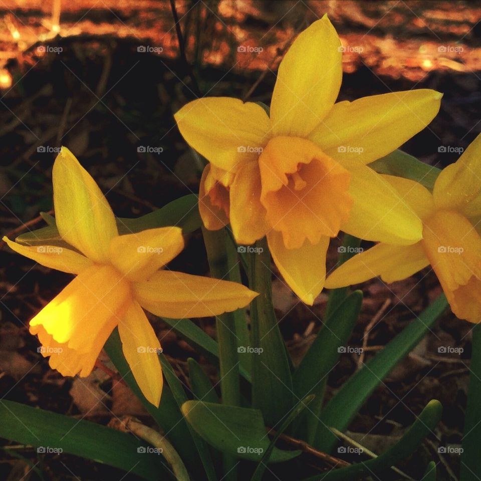 Daffodils 