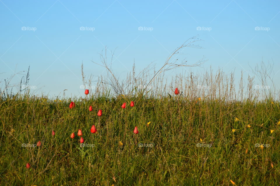 wild tulips